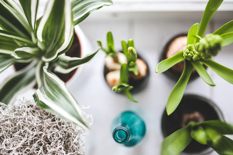 Pet Proof House Plants